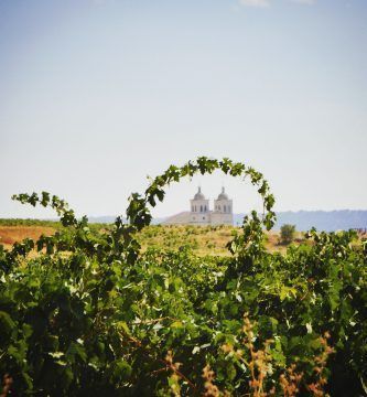 Viñedo de la DO con la localidad de Cigales al fondo