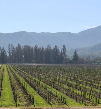 Los Viñedos de Veramonte se caracterizan por sus sostenibilidad con el medio ambiente