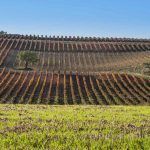 La altitud media de 800 metros da la personalidad a los vinos de la Ribera del Duero