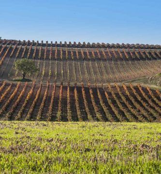 La altitud media de 800 metros da la personalidad a los vinos de la Ribera del Duero