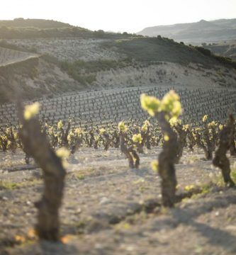 Viñedo de la Bodega López de Haro