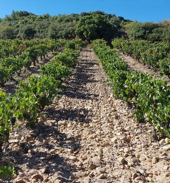 Viñedo Vendimia Seleccionada Bodegas Corral.