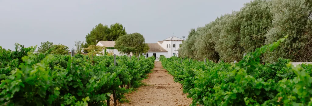 Bodega Pago de Tharsis, en Requena Pago de Tharsis, en Requena